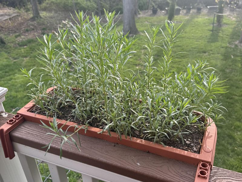 Winter Care For Next Year's Golden Show