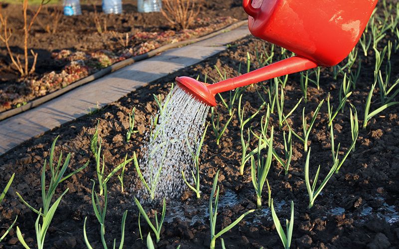 Winter Care Keeps Texas Garlic Growing Strong