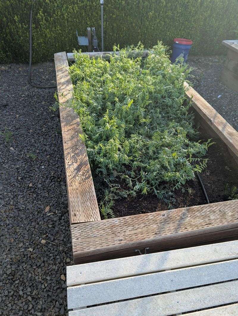 Winter Care Tips For North Carolina Vetch Beds