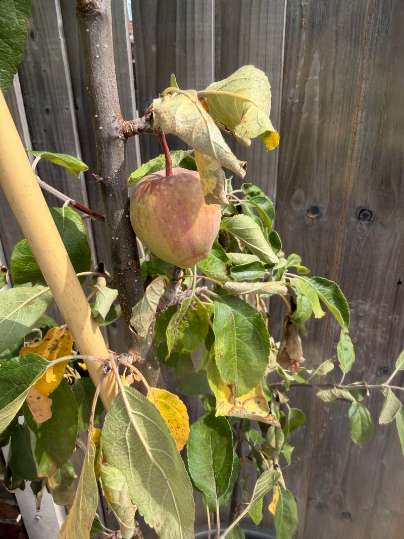 Winter Chill Requirements Matter More Than Many Gardeners Realize