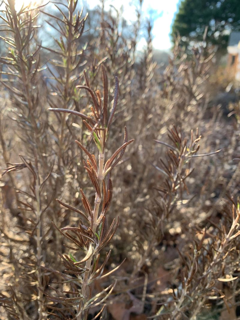 Winter Cold Damage Shows Up As Brown Tips