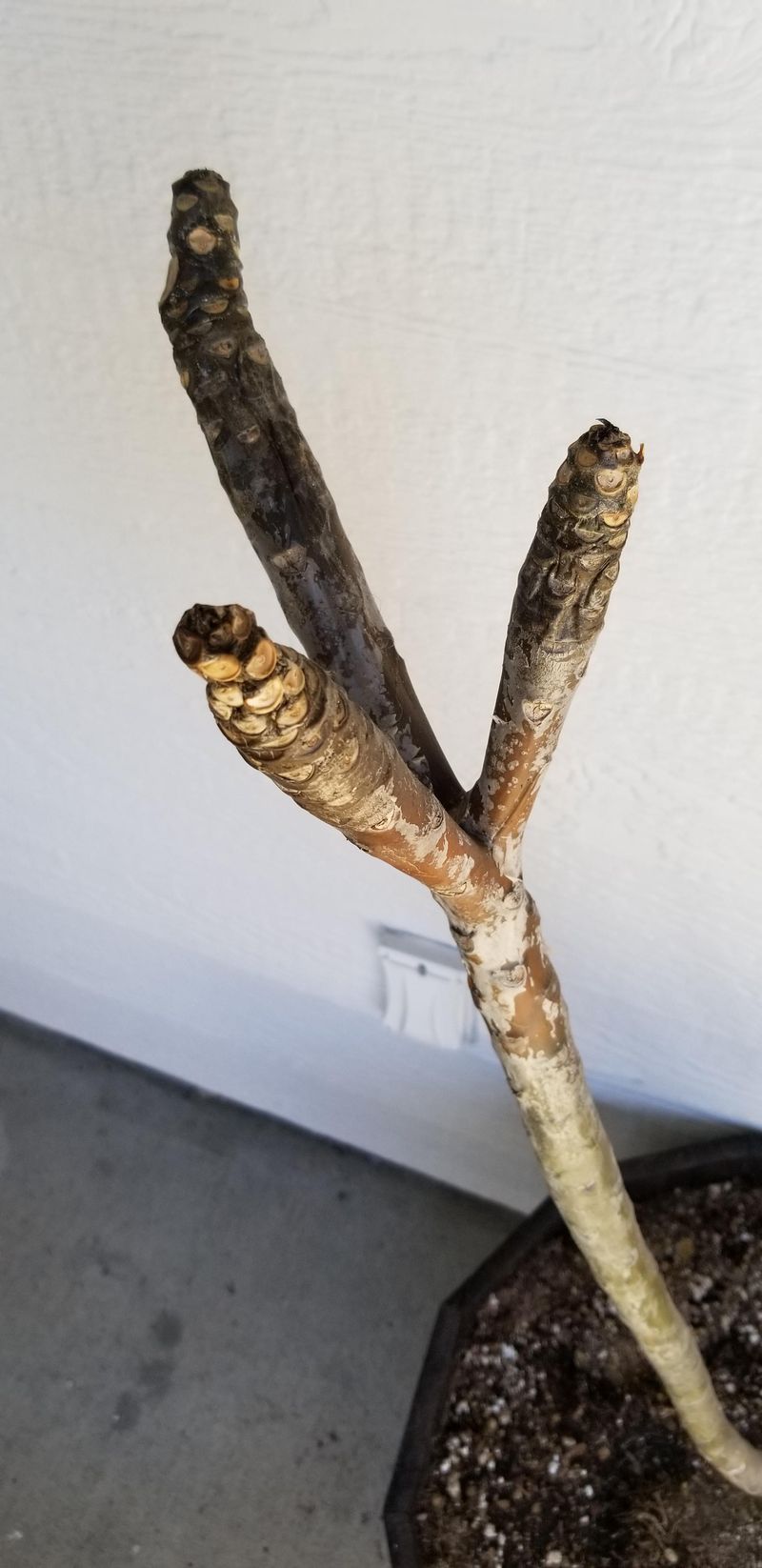 Winter Cuts Invite Rot And Cold Damage