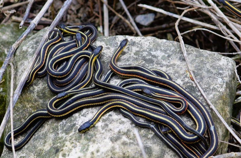 Winter Dens Are Calling As Snakes Prepare For Brumation Winter Dens Are Calling As Snakes Prepare For Brumation