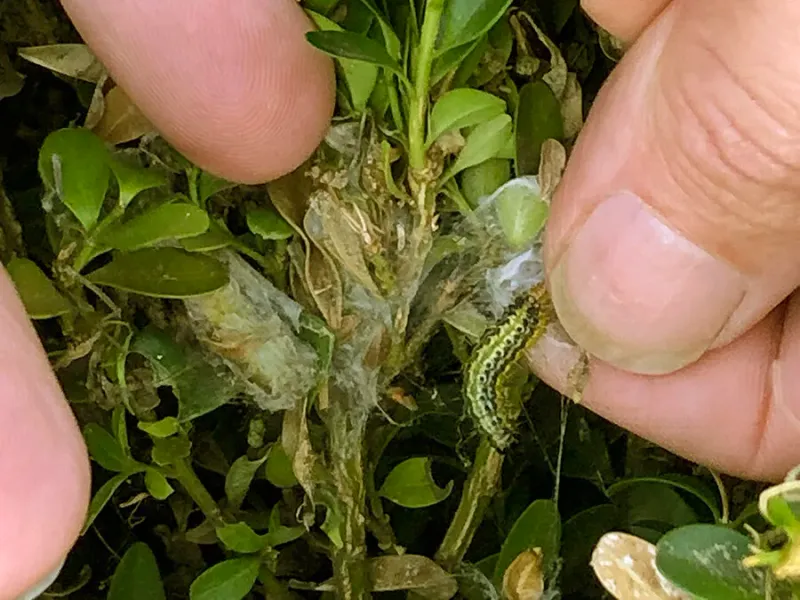 Winter Doesn’t Stop It, Because Caterpillars Hide Between Leaves Winter Doesn’t Stop It, Because Caterpillars Hide Between Leaves