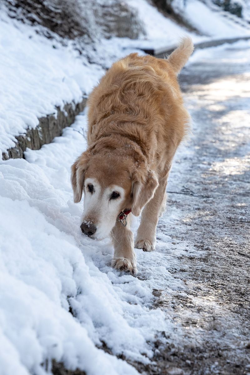 Winter Dog Walks Put Your Pets In Their Path Winter Dog Walks Put Your Pets In Their Path