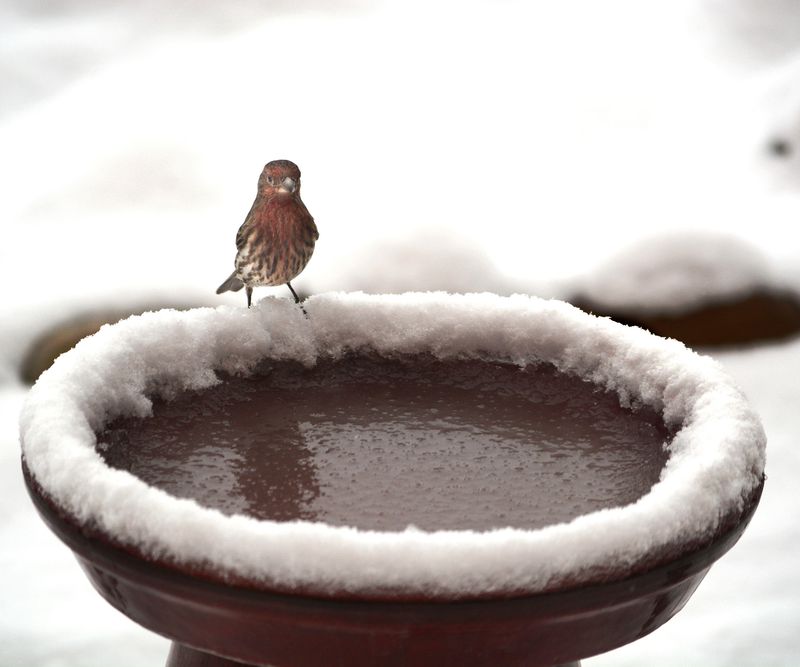 Winter Feeding Helps Birds Through Cold Snaps Winter Feeding Helps Birds Through Cold Snaps