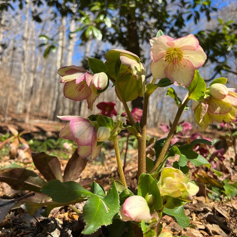 Winter Flowers Make Lenten Roses Worth Planting Before Cold Arrives
