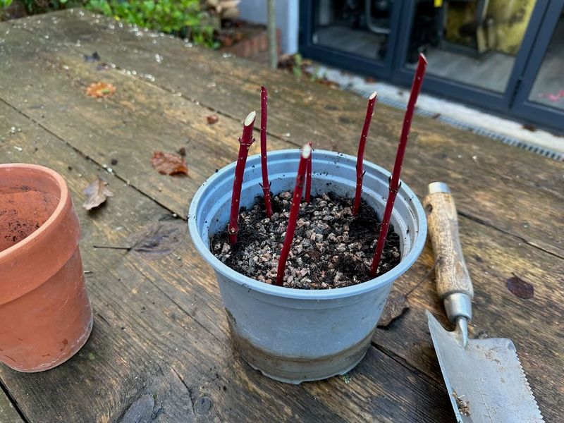 Winter Gives Cuttings Time To Callus