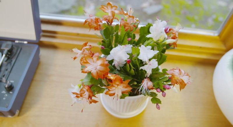 Winter Habits That Keep Blooms Safe