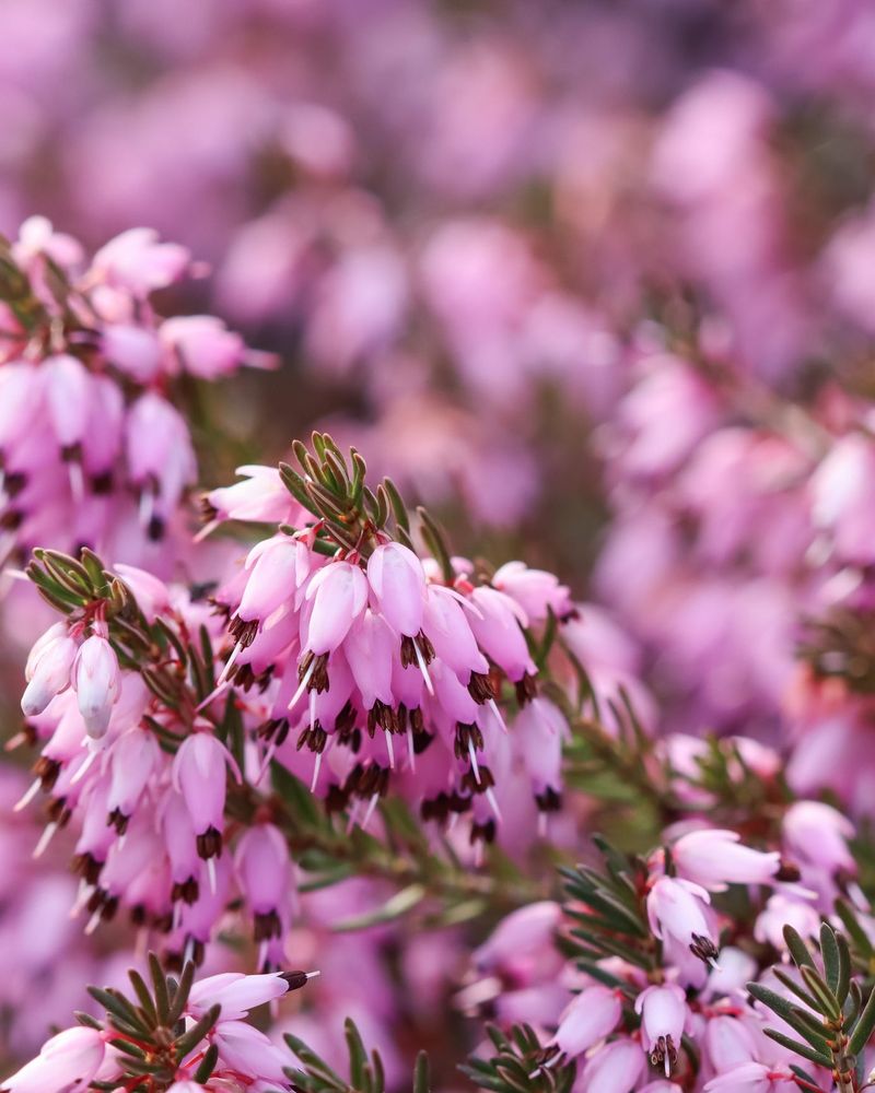 Winter Heath Hugs The Ground With Color Winter Heath Hugs The Ground With Color