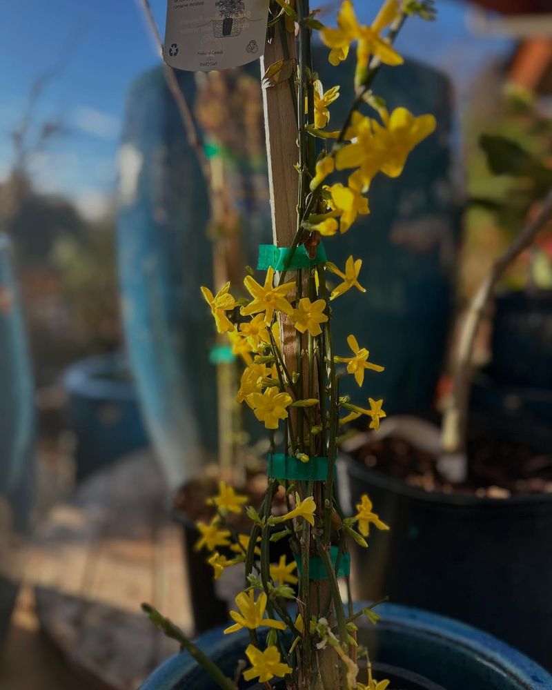 Winter Jasmine Spills Sunshine Over Walls Winter Jasmine Spills Sunshine Over Walls
