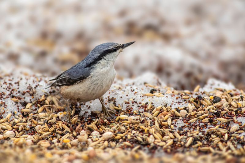 Winter Meals For Hungry Songbirds
