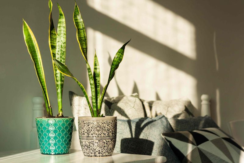 Winter Means The Plant Needs Far Less Water