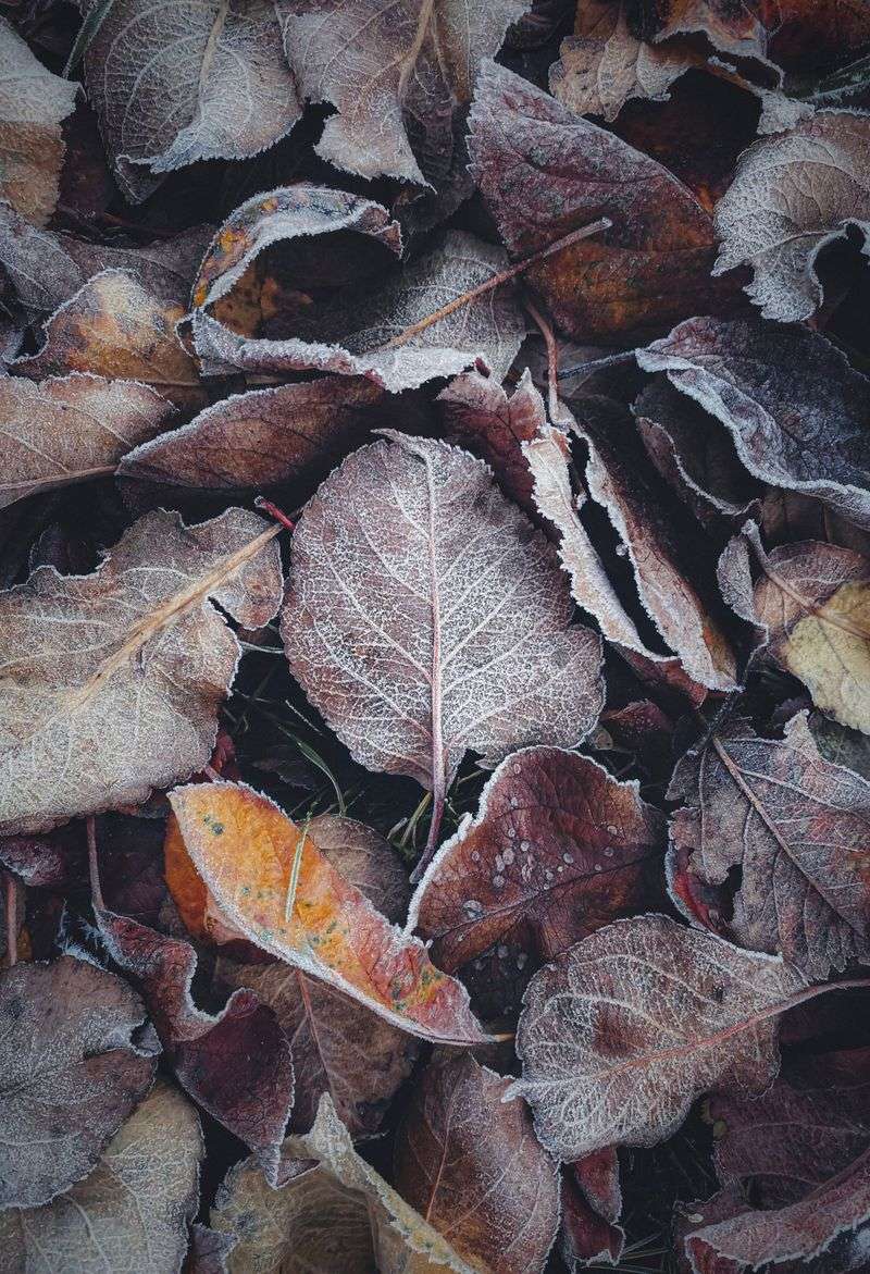 Winter Mulch That Protects Roots