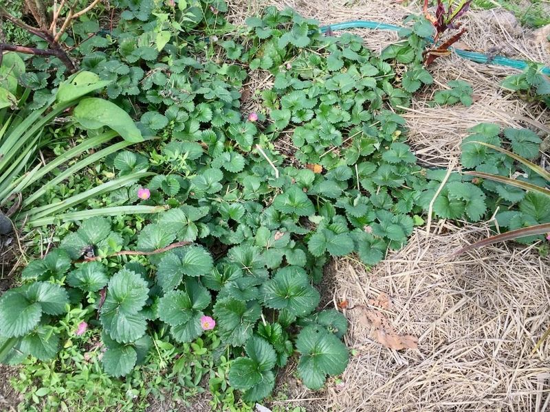 Winter Planting Windows Run October To November Winter Planting Windows Run October To November