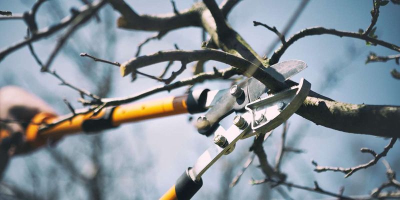 Winter Pruning Removes Infected Twigs Winter Pruning Removes Infected Twigs