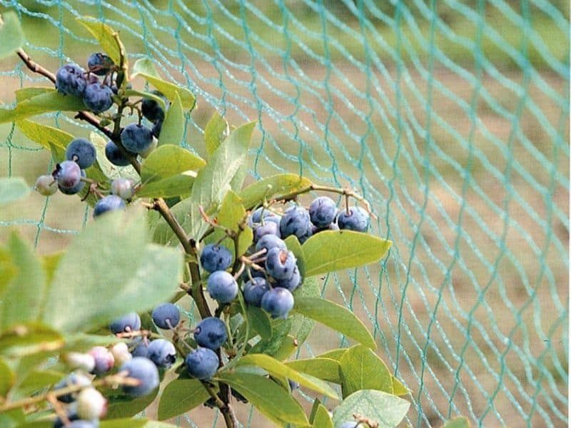 Winter Pruning and Bird Netting Protect Your Blueberry Harvest