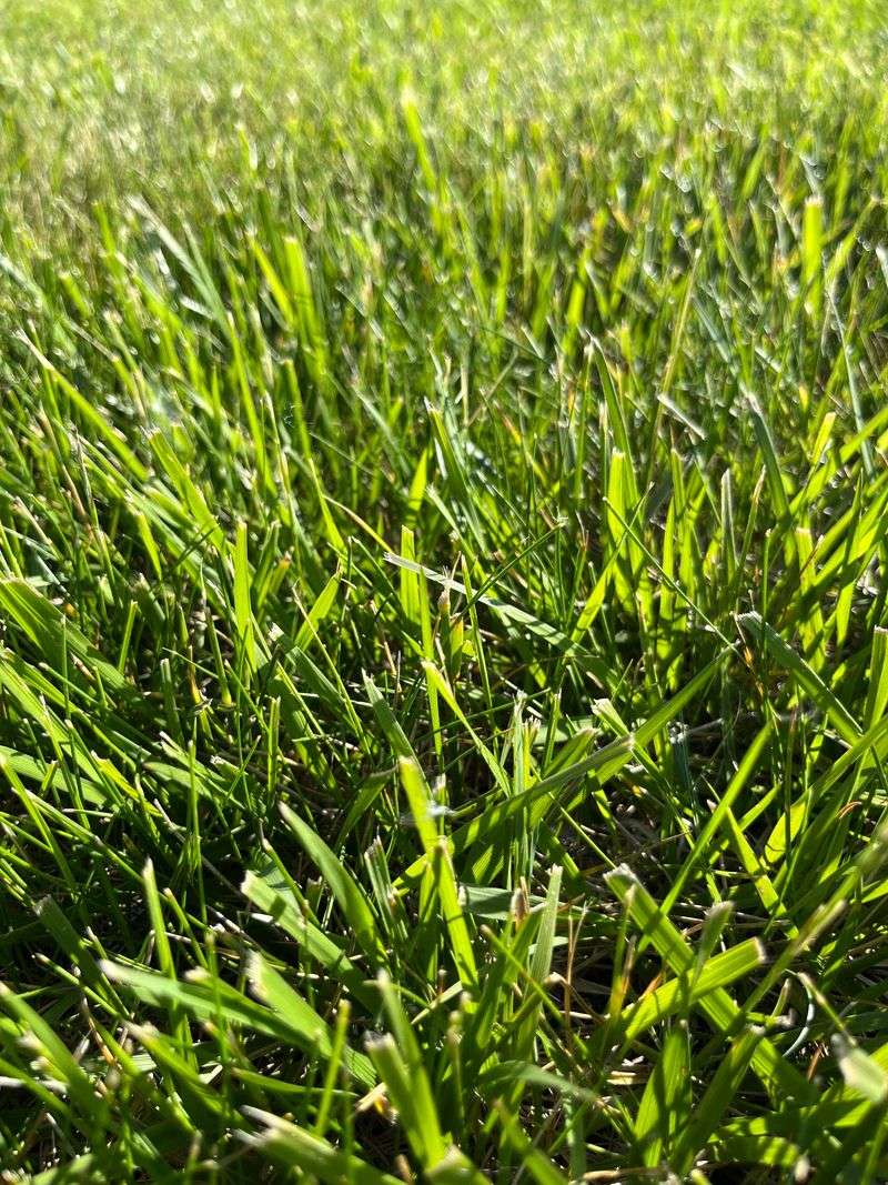 Winter Readiness For A Thicker Spring Lawn