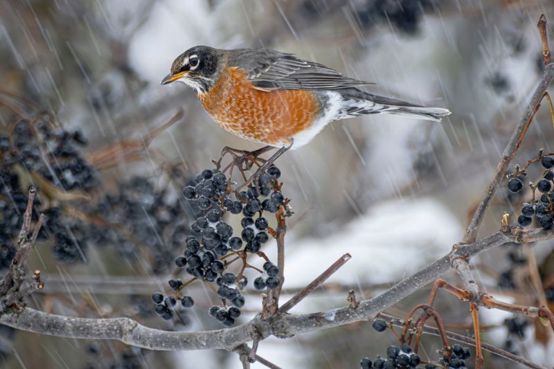 Winter Robins Switch To Fruit And Berries Winter Robins Switch To Fruit And Berries