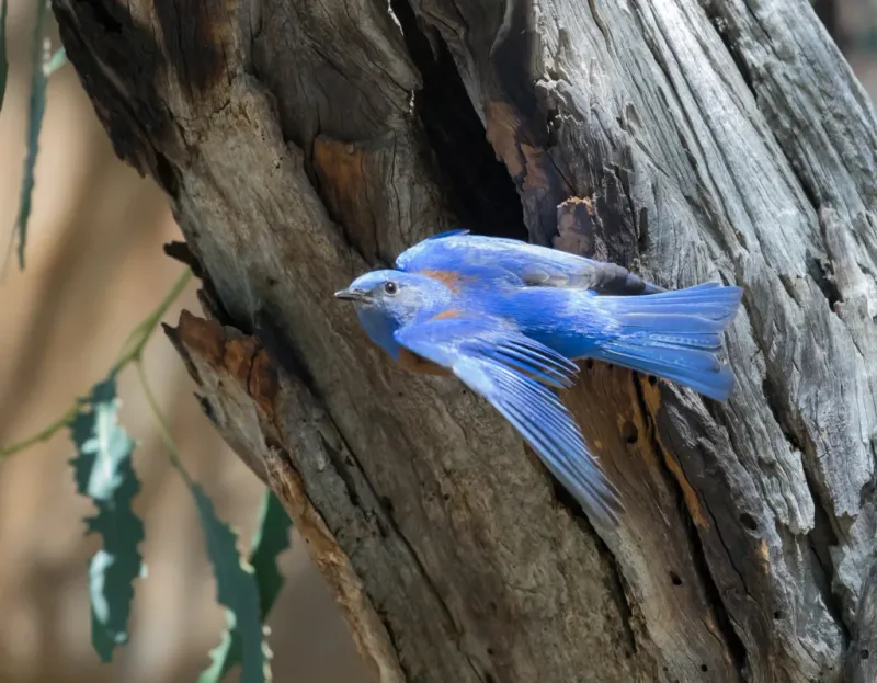 Winter Roosts Need Safe Cavities