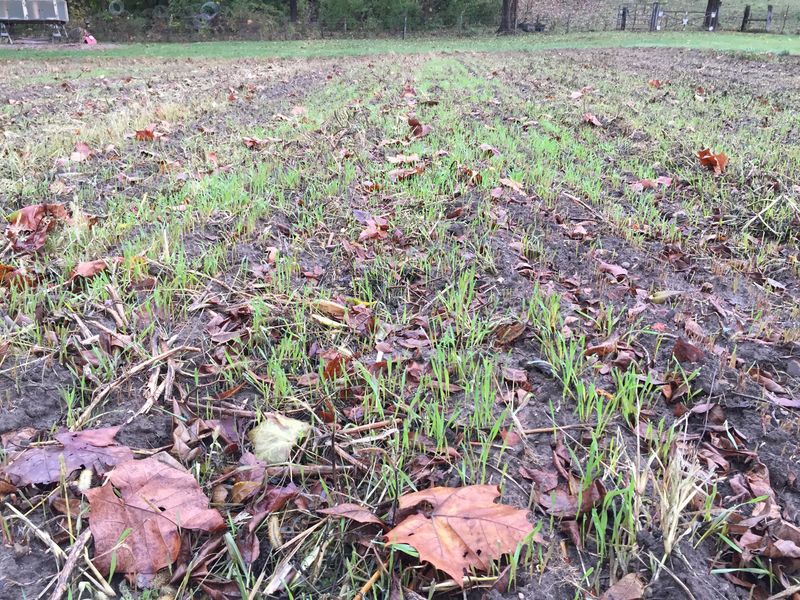 Winter Rye Sown Across Bare Beds