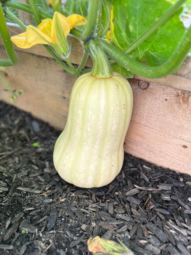 Winter Squash With Hard Rinds Can Be Gathered Before Frost Winter Squash With Hard Rinds Can Be Gathered Before Frost