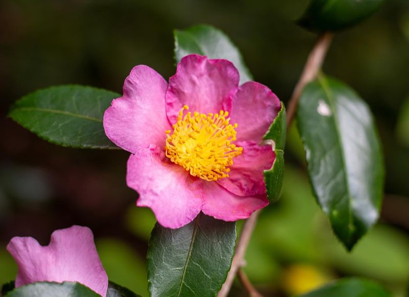 Winter Star Camellia
