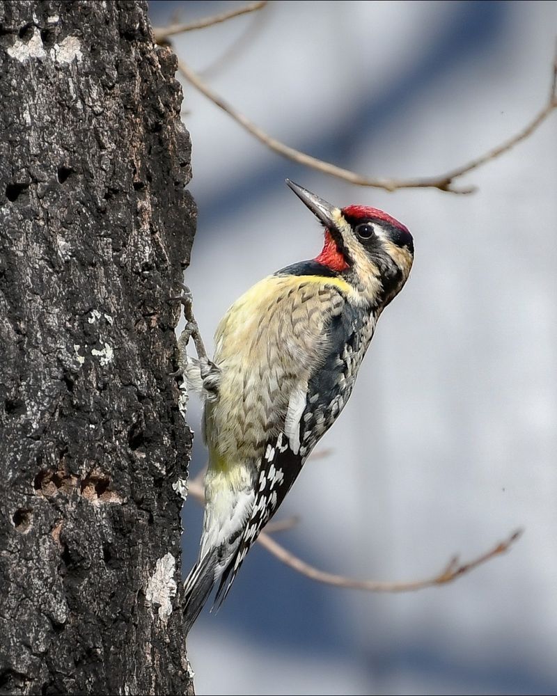Winter Visitors Arrive In Fall And Head North By Spring Winter Visitors Arrive In Fall And Head North By Spring