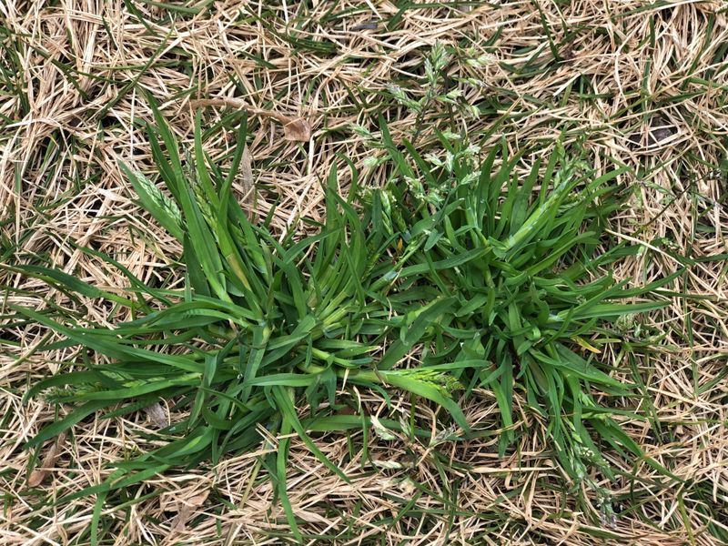 Winter Weeds Move Into Thin Turf