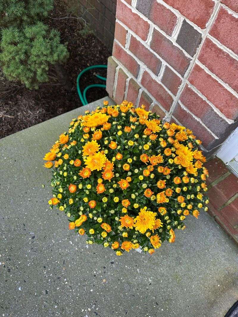 Winter Wind Exposure Depends On Where The Plant Sits