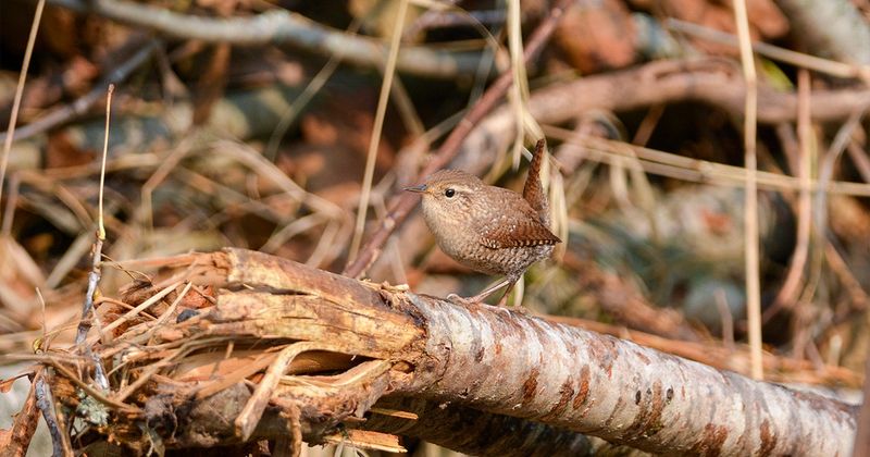 Winter Wrens Slip Into Brush Piles And Streamside Tangles Winter Wrens Slip Into Brush Piles And Streamside Tangles
