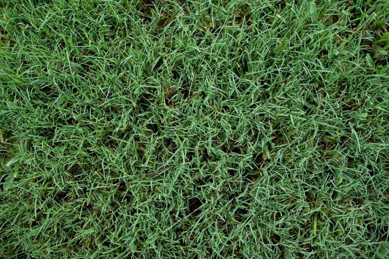 Winter color and lawn repair are different jobs
