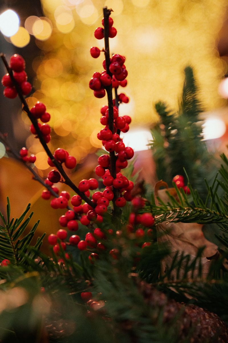 Winterberry And Evergreen Branch Arrangement Winterberry And Evergreen Branch Arrangement