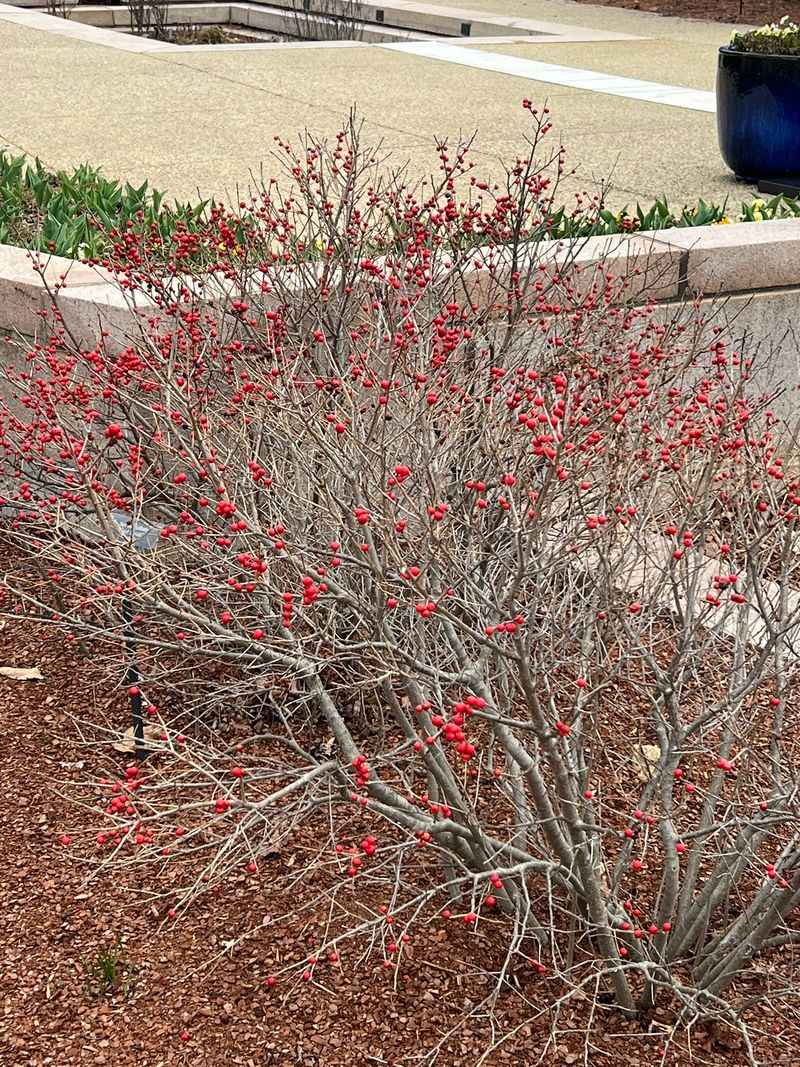 Winterberry And Sweetspire Shrubs Love A Fall Start Winterberry And Sweetspire Shrubs Love A Fall Start