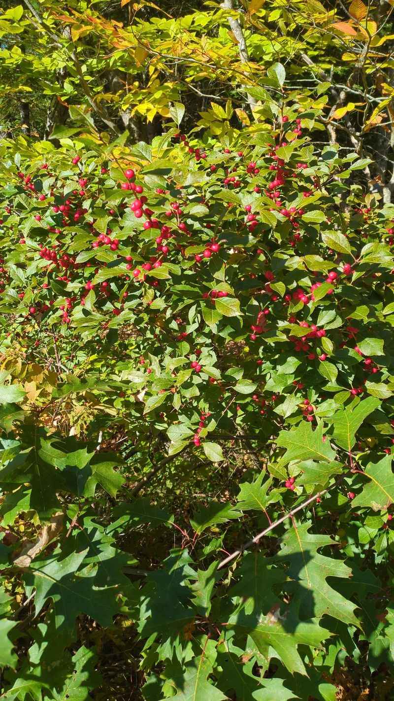 Winterberry For Bright Red Berries Into Winter Winterberry For Bright Red Berries Into Winter