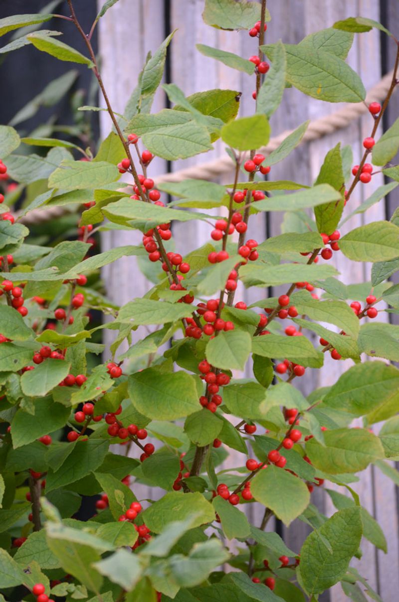 Winterberry Holly