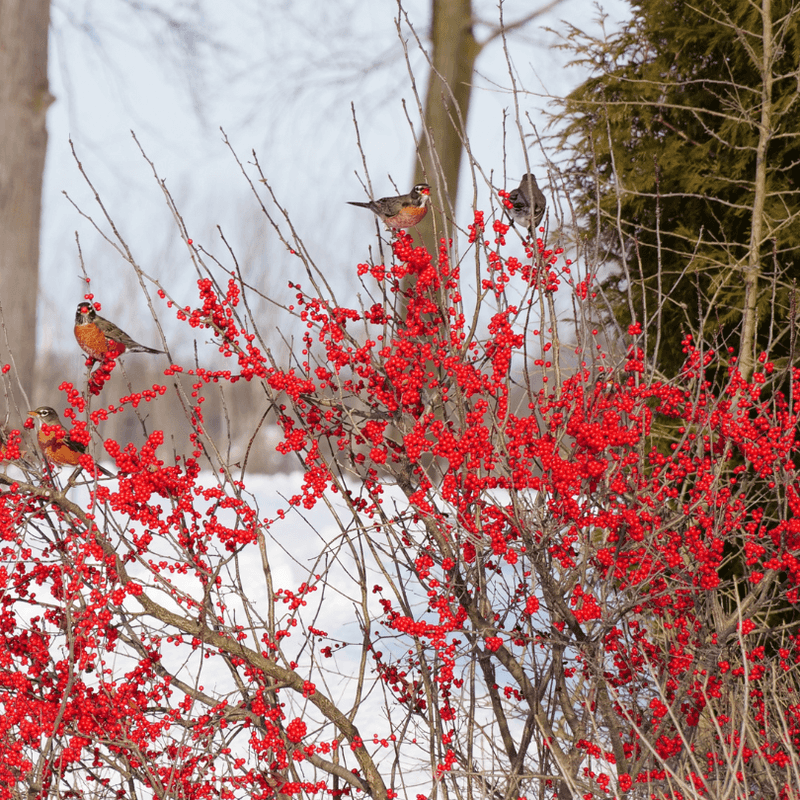 Winterberry Holly For Birds And Winter Color Winterberry Holly For Birds And Winter Color