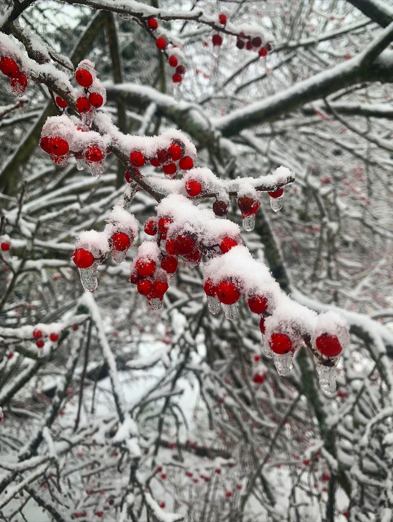 Winterberry Holly, Red Berries For The Coldest Months