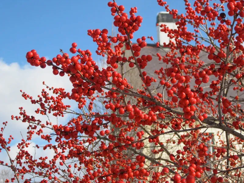 Winterberry Holly