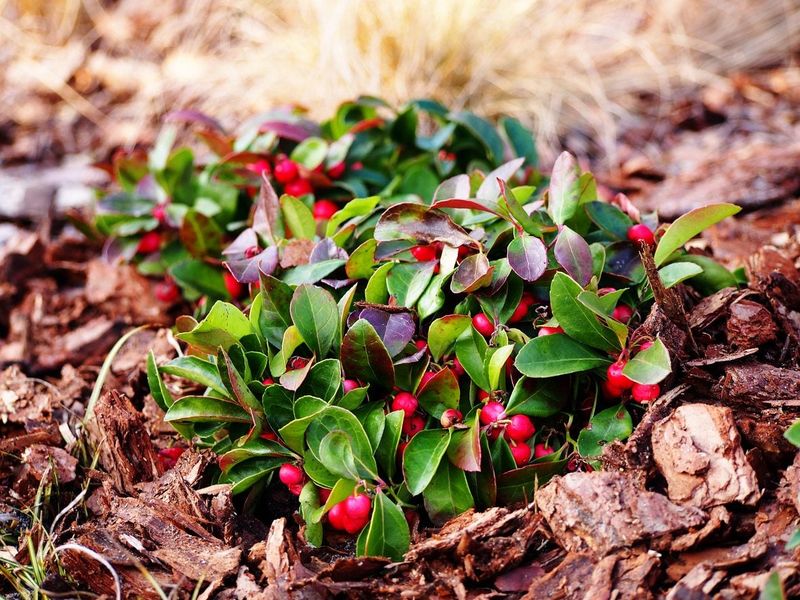 Wintergreen Adds A Minty Surprise Wintergreen Adds A Minty Surprise