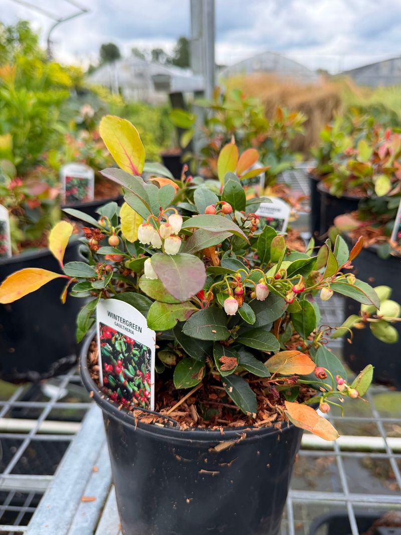 Wintergreen Adds Native Charm And Red Berries Wintergreen Adds Native Charm And Red Berries