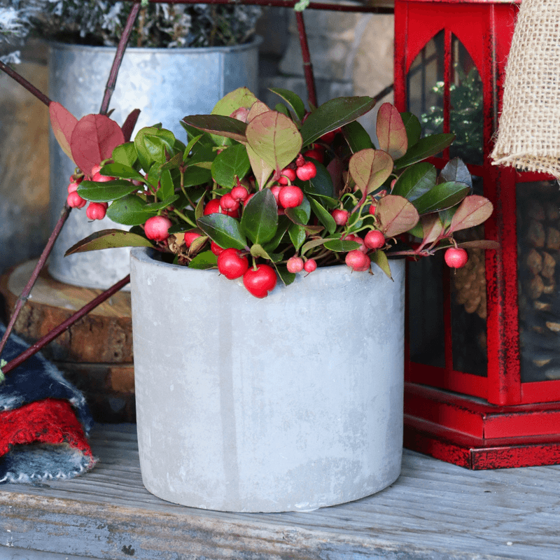 Wintergreen Brings Red Berries To Fall Pots Wintergreen Brings Red Berries To Fall Pots