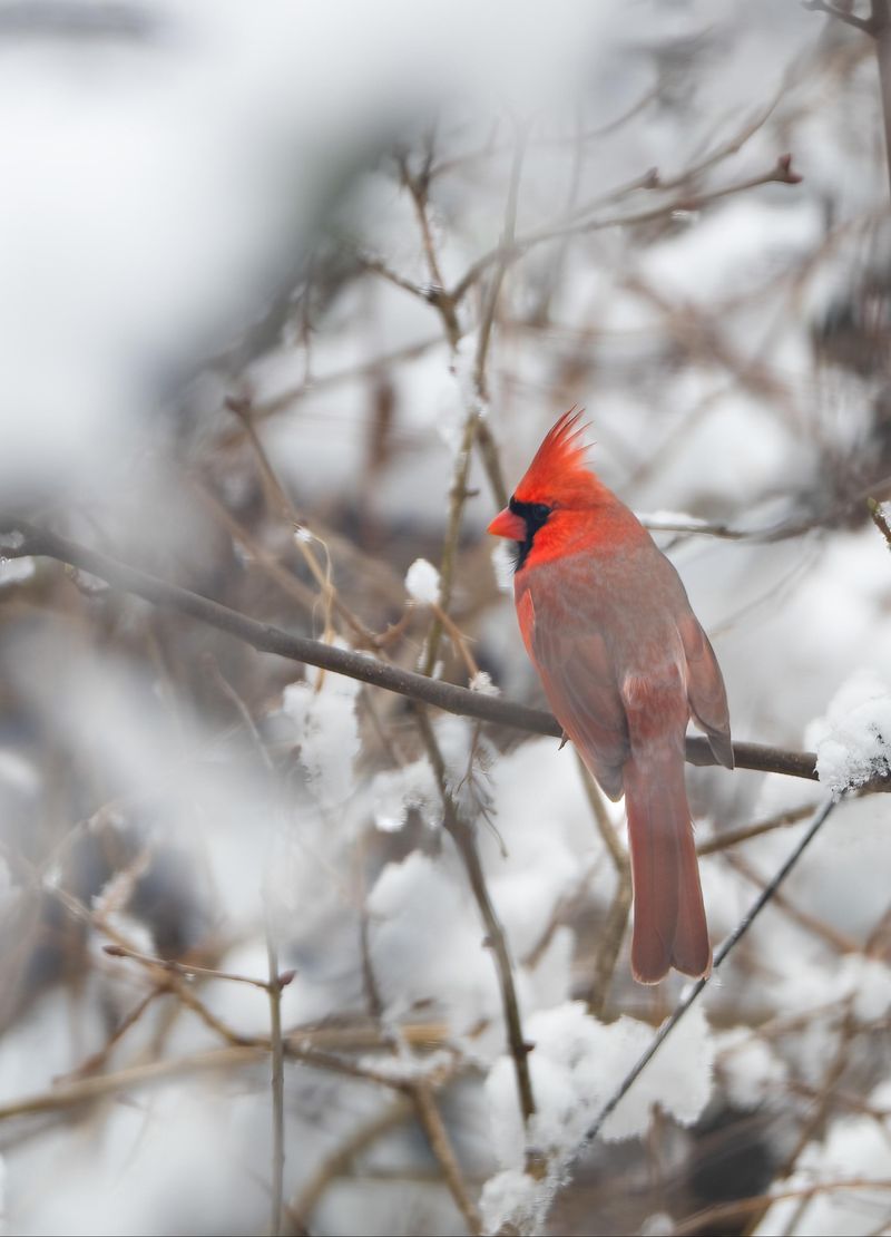 Wintering Birds Eat What’s Left Wintering Birds Eat What’s Left
