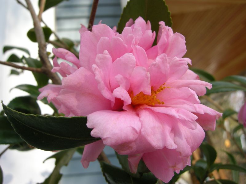 Winter's Charm Camellia