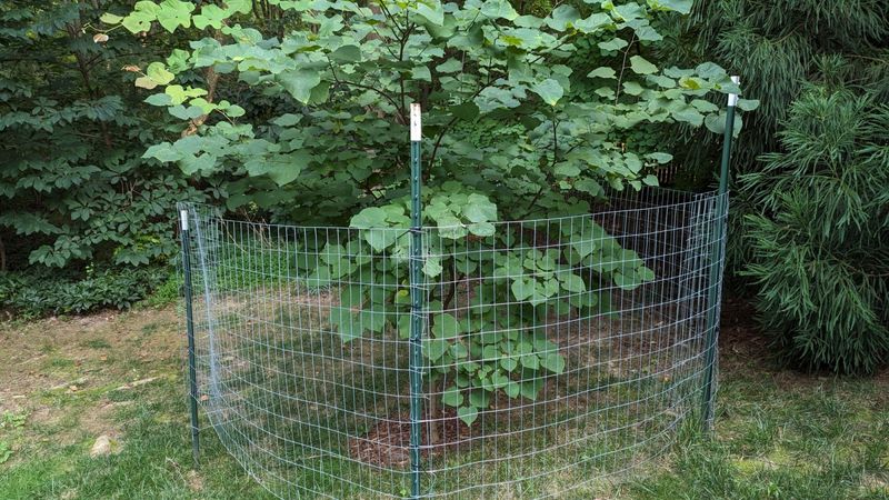 Wire Cages Keep Bucks Out Of Reach