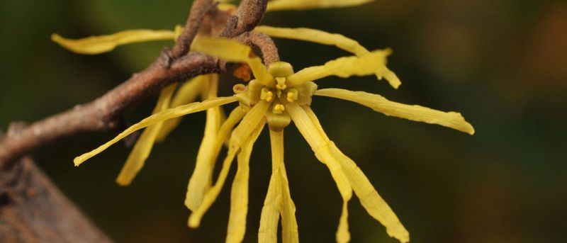 Witch Hazel Blooms When Everything Else Is Fading Witch Hazel Blooms When Everything Else Is Fading