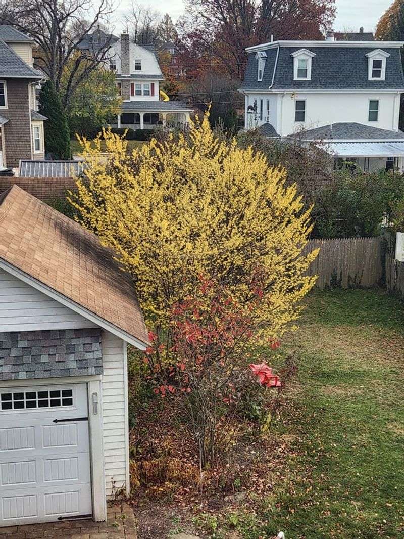 Witch-Hazel For Spidery Yellow Blooms In Fall Witch-Hazel For Spidery Yellow Blooms In Fall