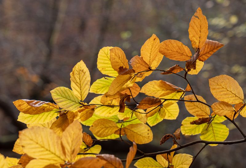 Witch Hazel Turns Golden Yellow Witch Hazel Turns Golden Yellow