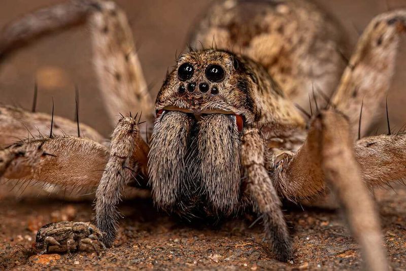 Wolf spiders eat insects, but they are no pest-control guarantee