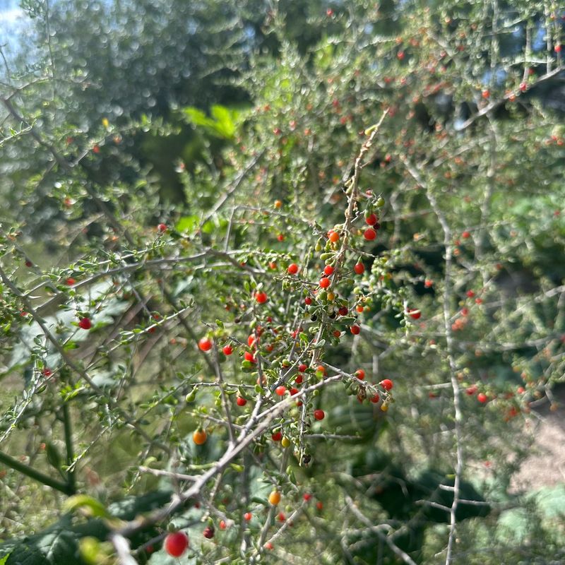 Wolfberry Wolfberry